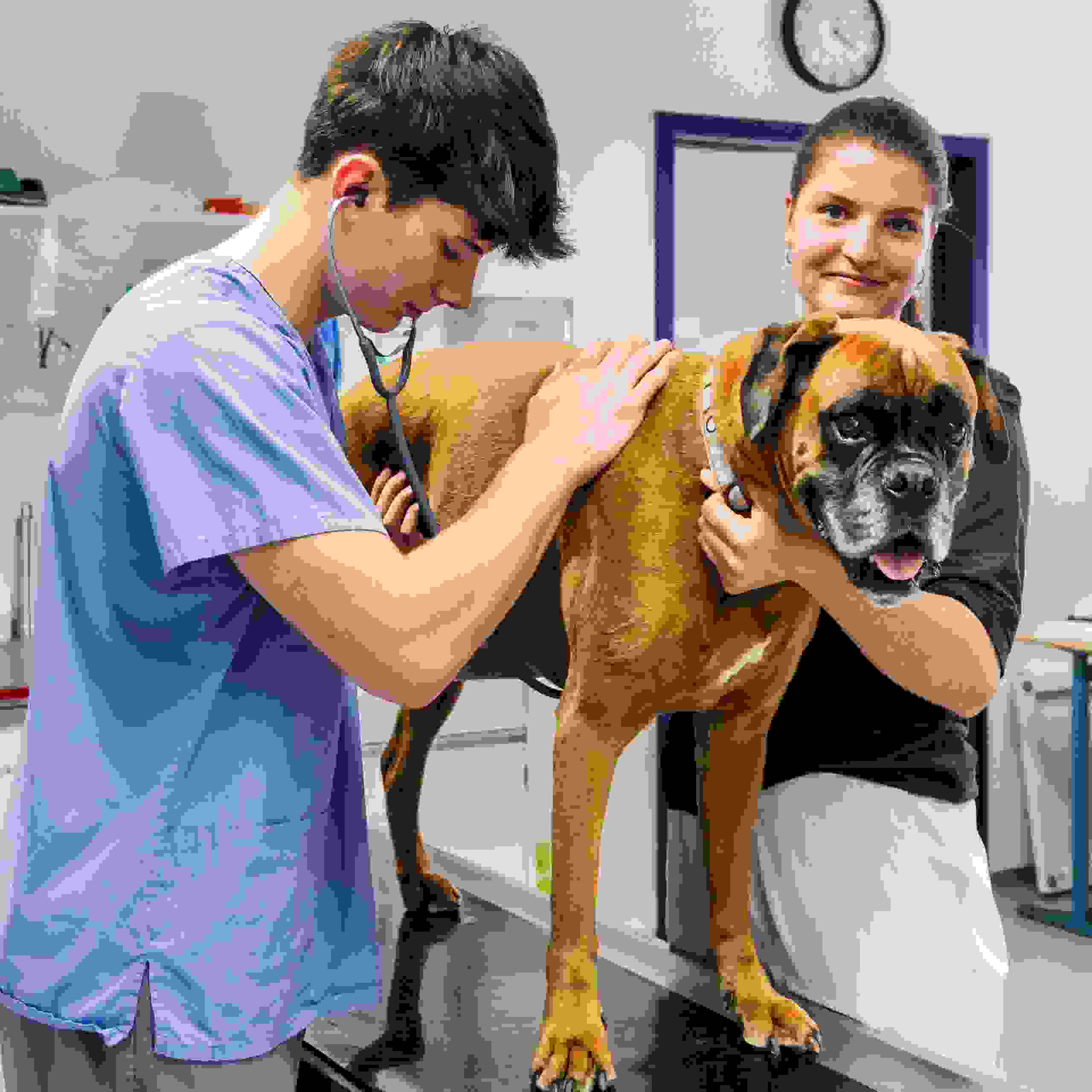 Medizinische Praxisassistentin beim abhorchen eines Hundes
