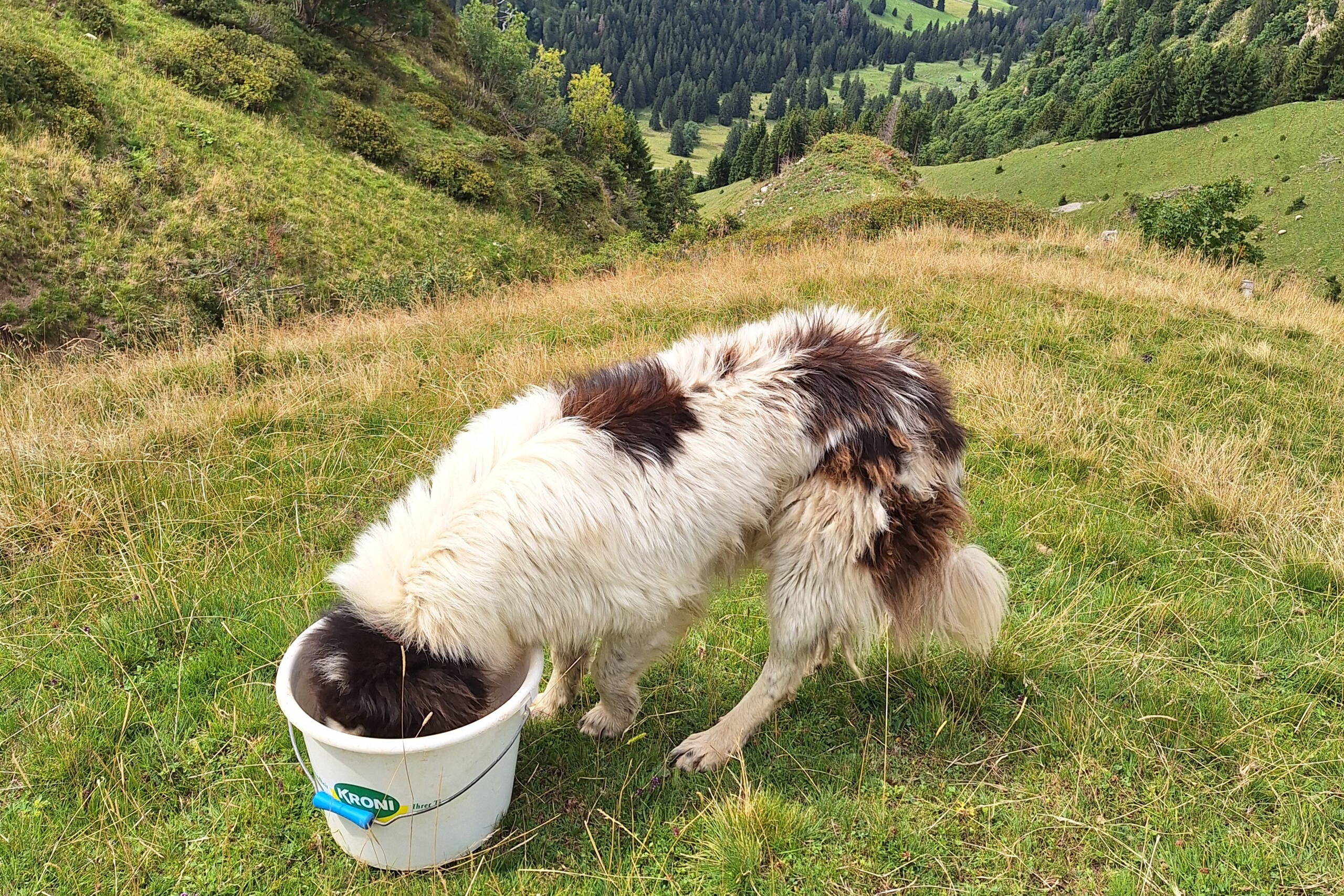 Zoom: Fotos vom Besuch der Alp. Bild: Jasmin Niklaus