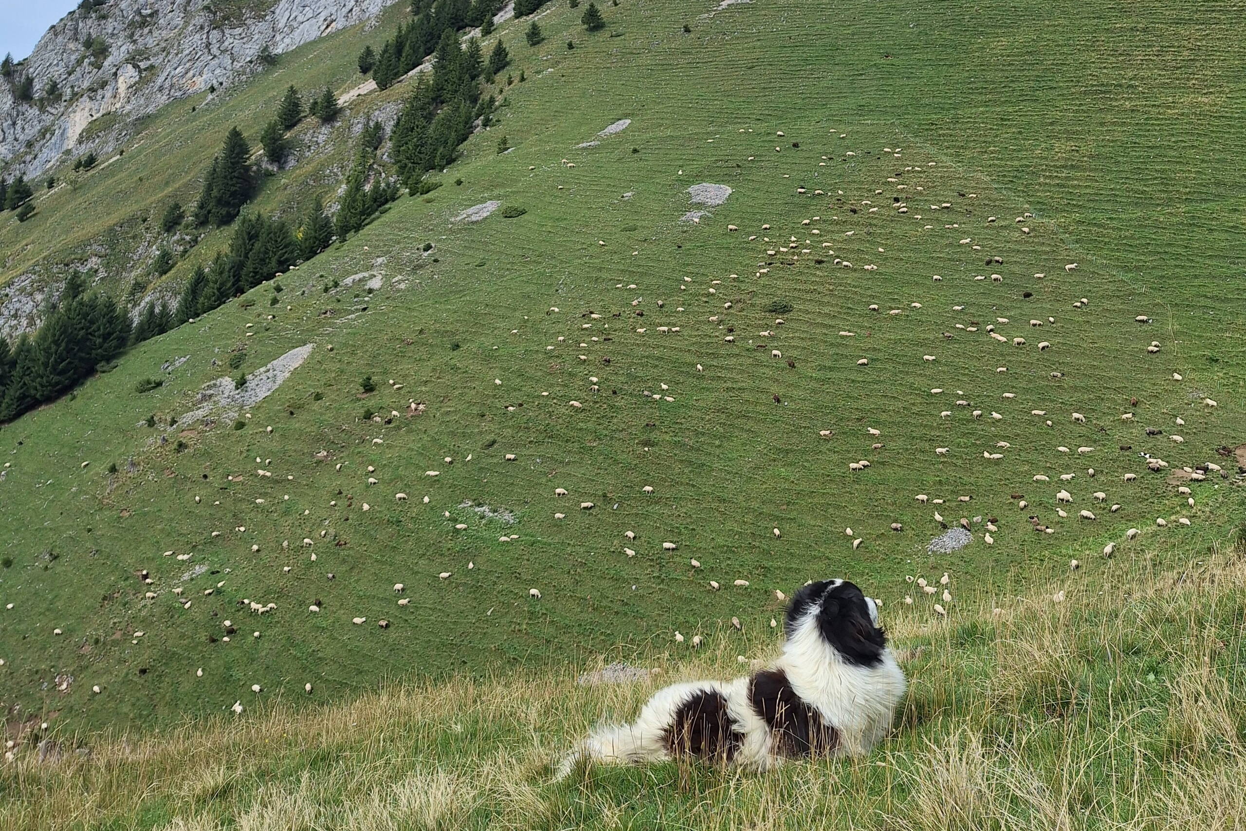 Zoom: Fotos vom Besuch der Alp. Bild: Jasmin Niklaus