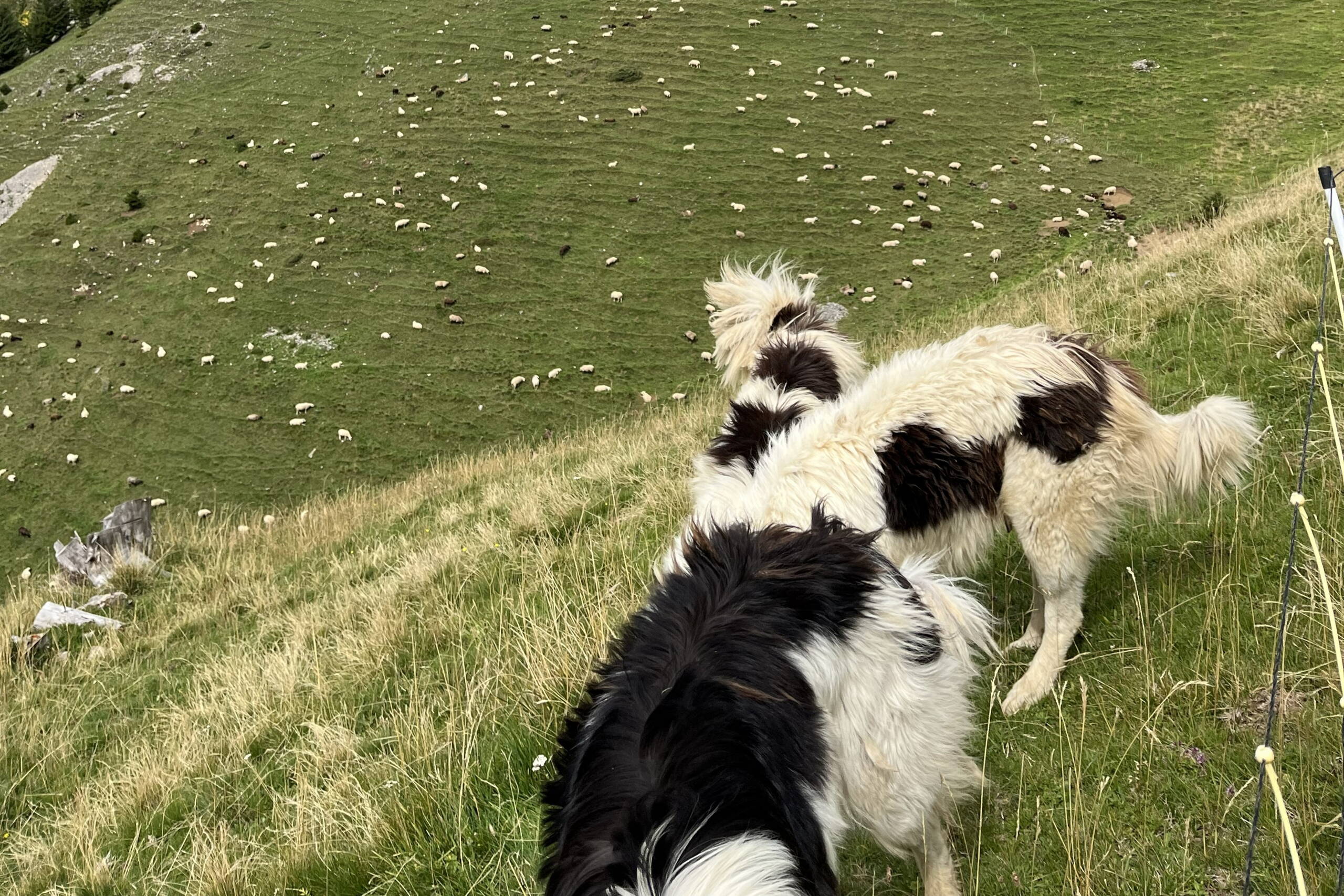 Zoom: Fotos vom Besuch der Alp. Bild: Jasmin Niklaus