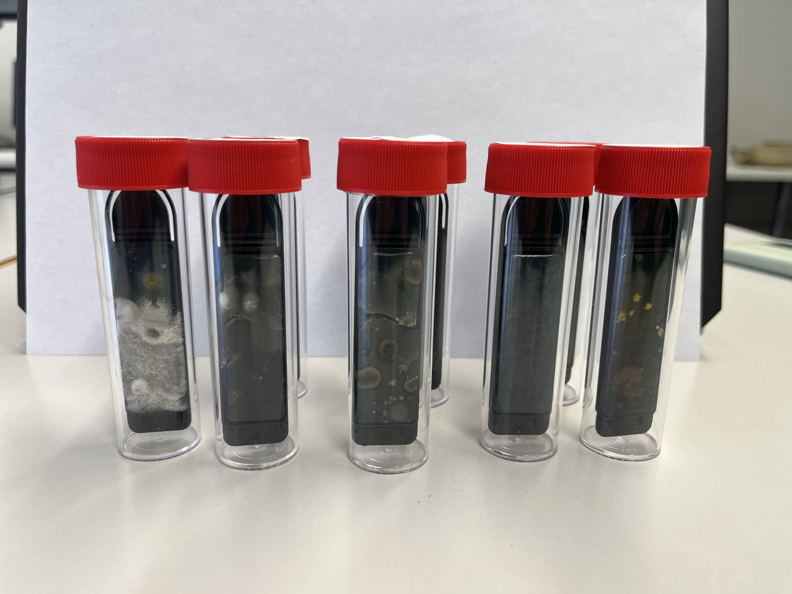 Hygicult-TPC-Testplättchen. Bild: Benjamin Buri