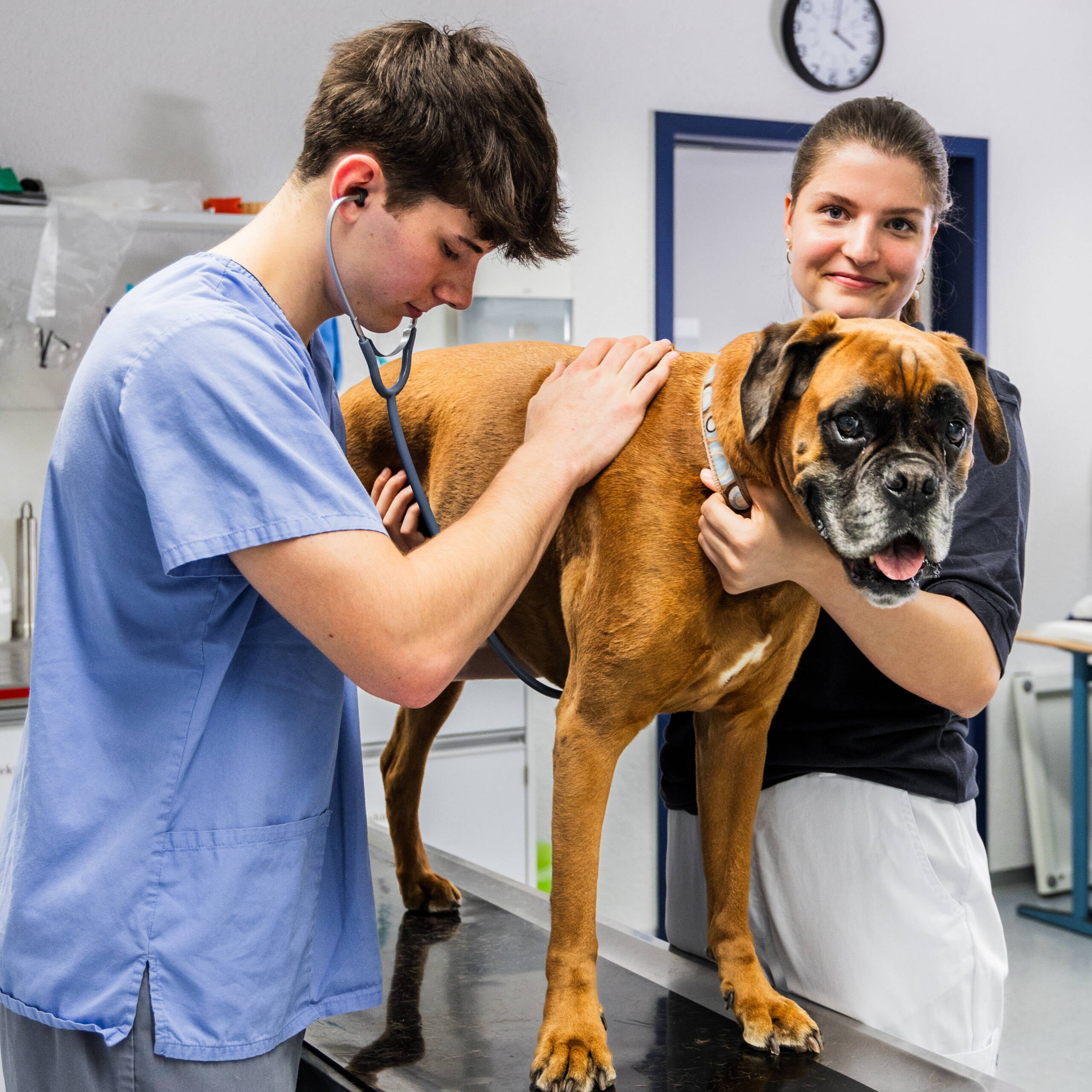Medizinische Praxisassistentin beim abhorchen eines Hundes